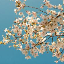 photograph of cherry blossoms on tree