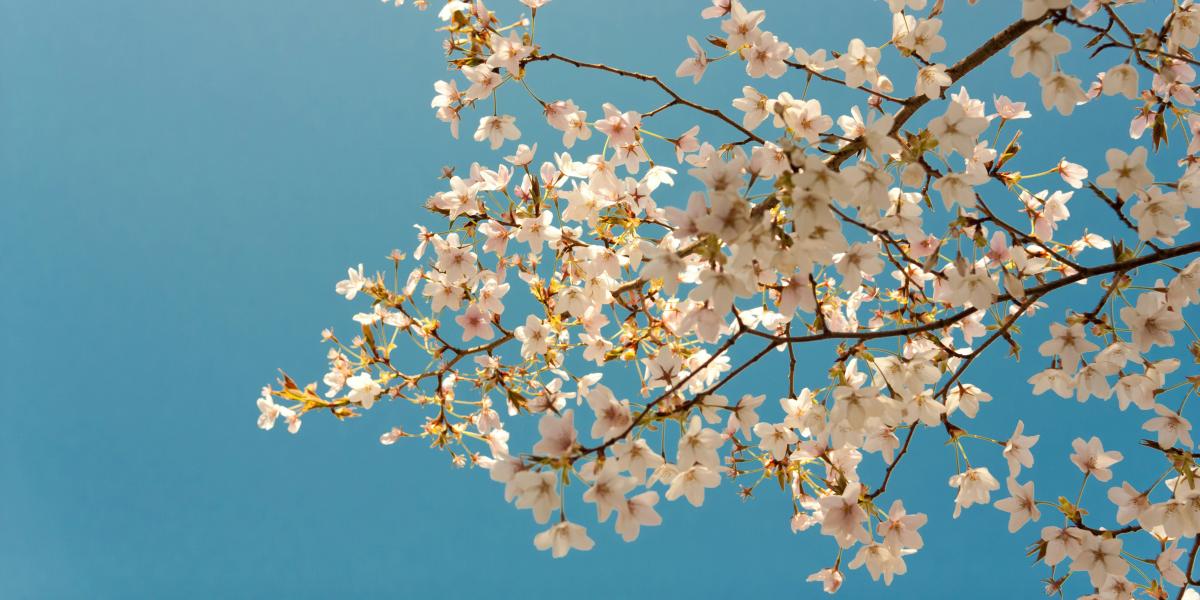 photograph of cherry blossoms on tree